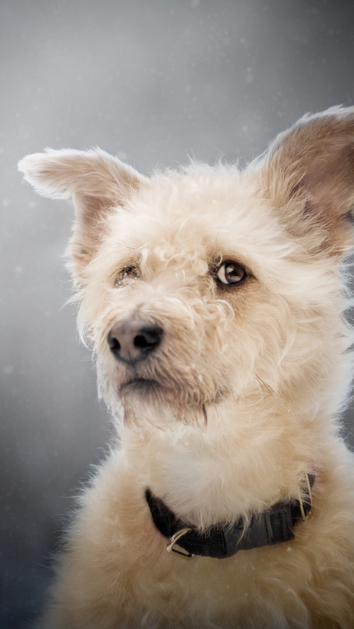 puchate_kadry_sesje_kotow_fotograf_radzyn_podlaski_02