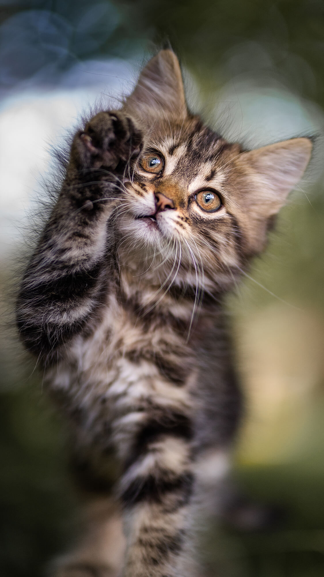 puchate_kadry_sesje_kotow_fotograf_radzyn_podlaski_03