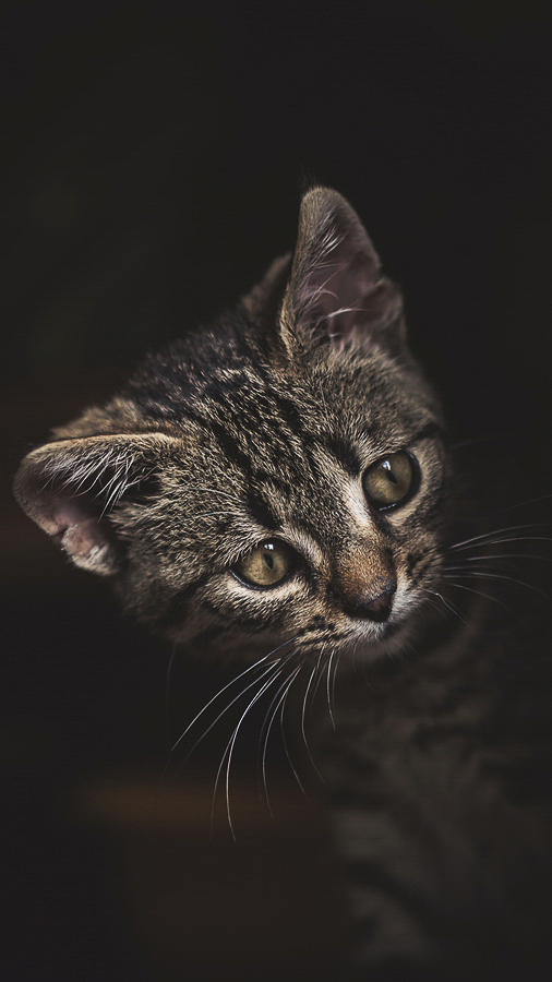 puchate-kadry-sesje-zdjeciowe-kotow-fotograf-radzyn-podlaski