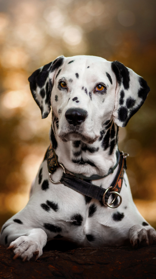 puchate-kadry-sesje-zdjeciowe-psow-fotograf-radzyn-podlaski-02